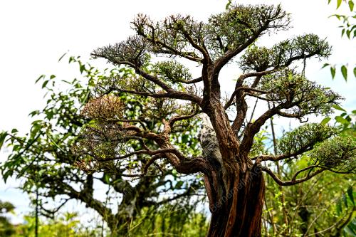 SI RENEK BONSAI