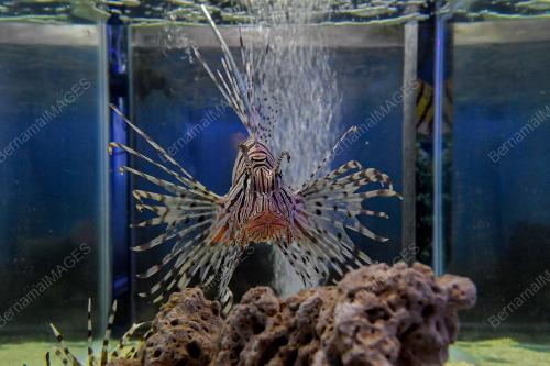 PUSAT IKAN HIASAN PORT DICKSON