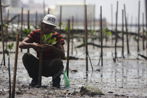 PENANAMAN ANAK POKOK BAKAU