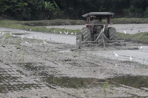 SEKTOR PERTANIAN MALAYSIA