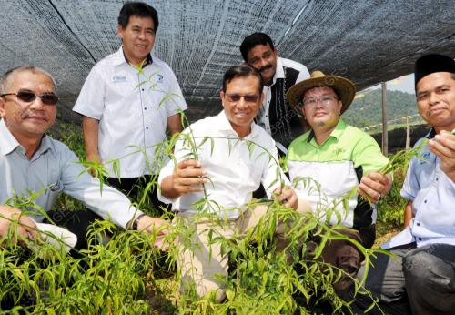 NS05_18082015_SHABERY_HERBA