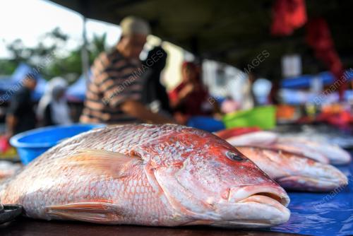 BEKALAN IKAN