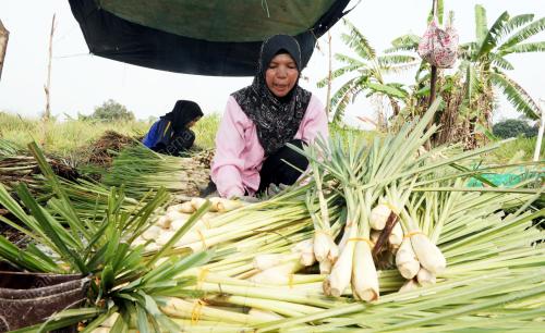 NS05_22092015_LADANG_SERAI