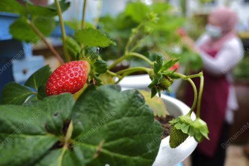 TANAMAN STRAWBERI DI RUMAH