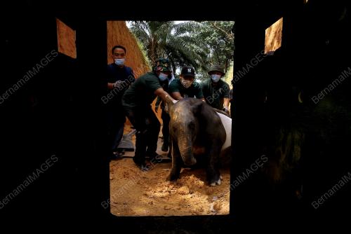 TAPIR_PERHILITAN