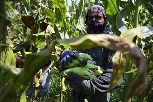 LADANG JAGUNG UNGU