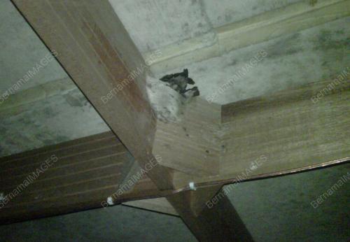 BURUNG WALIT