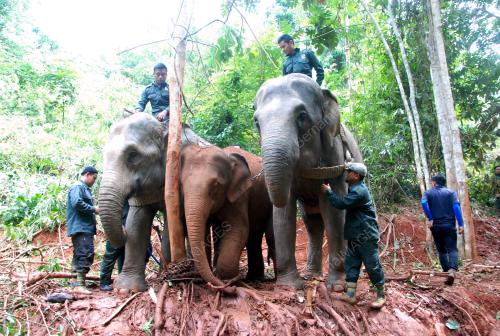 NS06_10072018_GAJAH_PINDAH