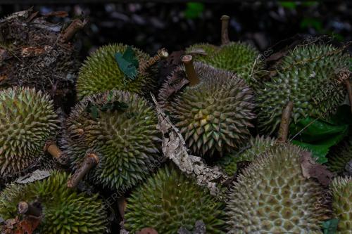 DURIAN BUKIT