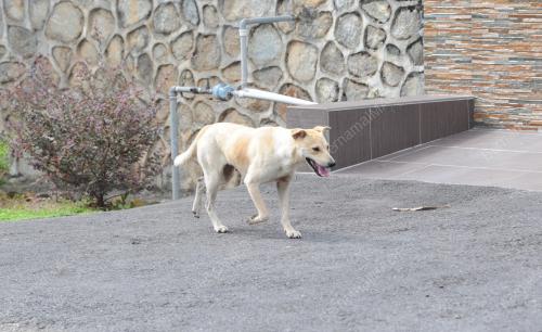 NS06_14122014_ANJING_LIAR