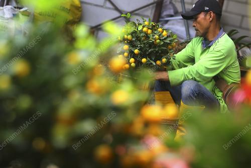 TINJAUAN JUALAN POKOK LIMAU DI SEREMBAN LANDSCAPE & NURSERY