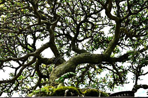 SI RENEK BONSAI