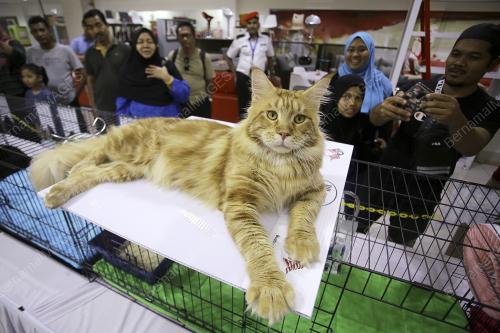 NS06_17112019_VETERINAR_BN201911157887