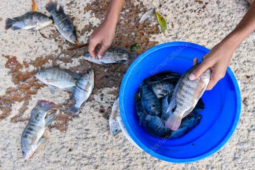 AKTIVITI MENJALA IKAN
