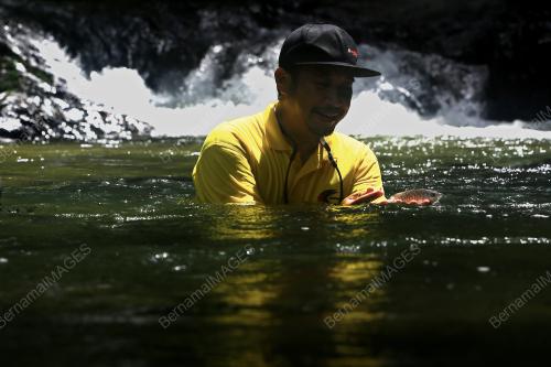 PELEPASAN BENIH IKAN DI SUNGAI KENABOI