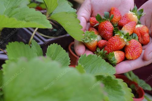 TANAMAN STRAWBERI DI RUMAH