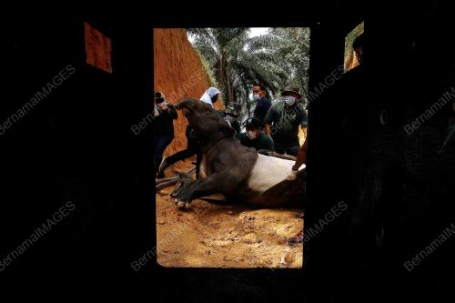TAPIR_PERHILITAN