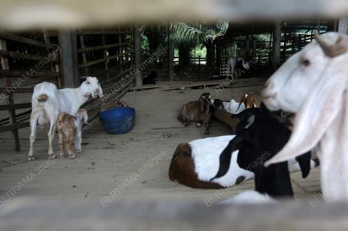 LAWATAN PROJEK PERIKANAN DAN VETERINAR TERKESAN BENCANA
