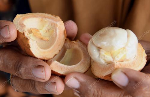 NS07_02112021_BUAH_TAMPOI