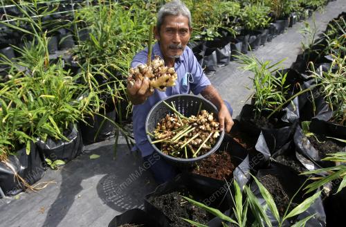 PROJEK TANAMAN HALIA MUDA