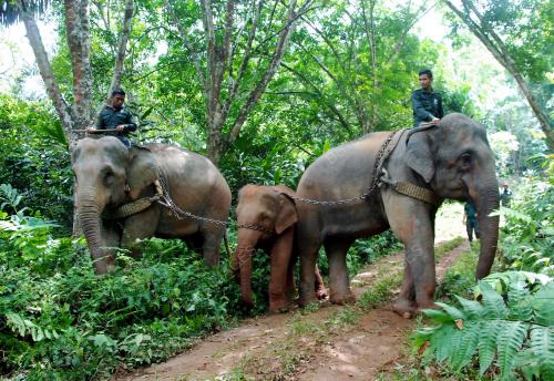 NS07_10072018_GAJAH_PINDAH