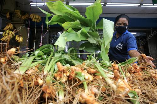 PERSIAPAN PERAYAAN PONGGAL