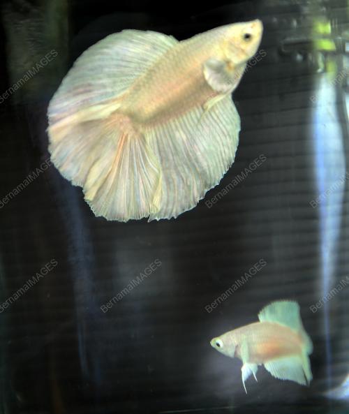 NS07_12112019_IKAN_BETTA