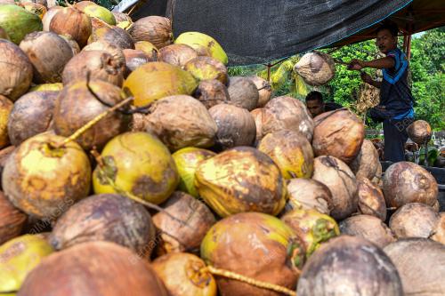 KELAPA RAYA