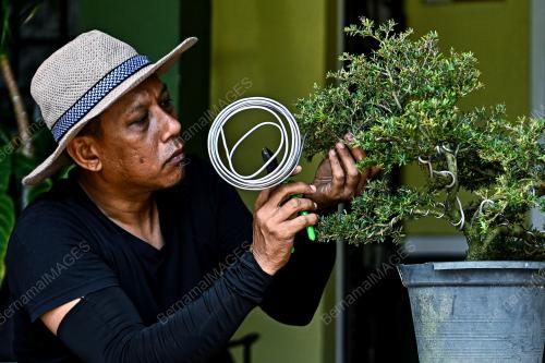 SI RENEK BONSAI