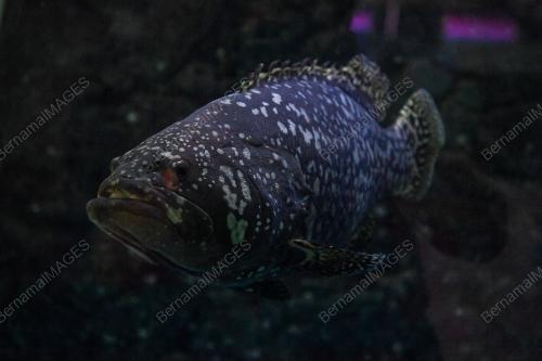 PUSAT IKAN HIASAN PORT DICKSON