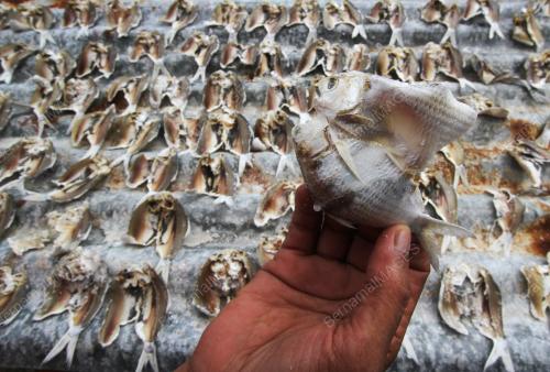 NS07_28022019_IKAN_KERING