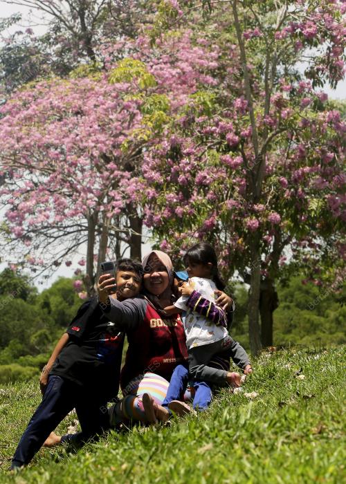 FENOMENA MUSIM BUNGA POKOK TEKOMA
