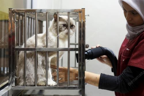 HARI KUCING SEDUNIA