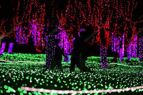 LUNA LIGHTS WONDERLAND