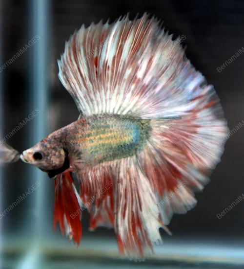 NS08_12112019_IKAN_BETTA