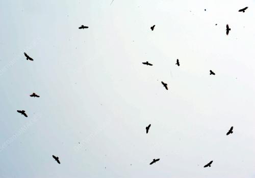 NS08_14032015_BURUNG_HIJRAH