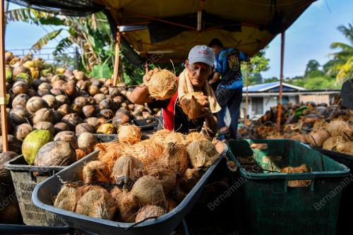 KELAPA RAYA
