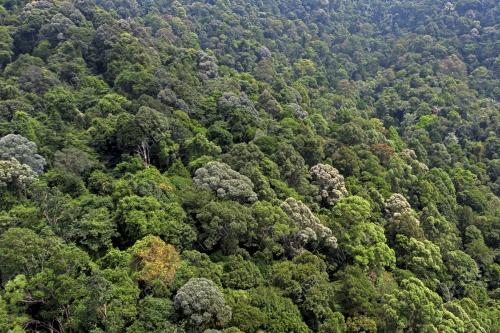 HARI HUTAN ANTARABANGSA 2022