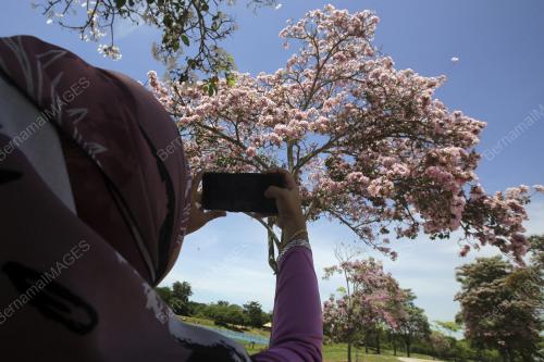 FENOMENA MUSIM BUNGA POKOK TEKOMA