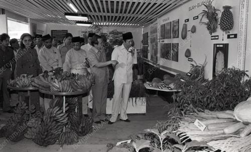 MUSA HITAM