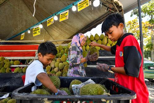 MUSIM DURIAN
