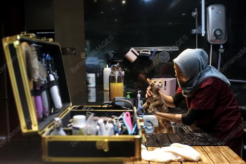 HARI KUCING SEDUNIA