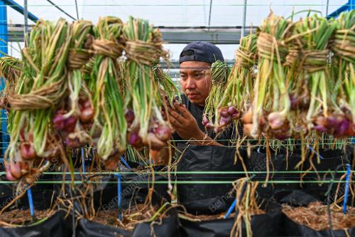 USAHAWAN BAWANG
