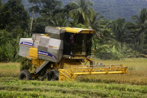 MUSIM TUAI PADI DI KUALA PILAH