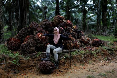 NOR SYAZWANI NOR AZMAN