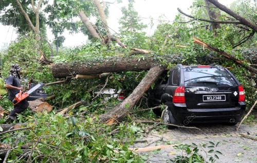 NS10_14082012_POKOK_TUMBANG