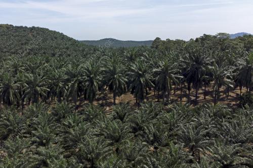 PENEROKA FELDA