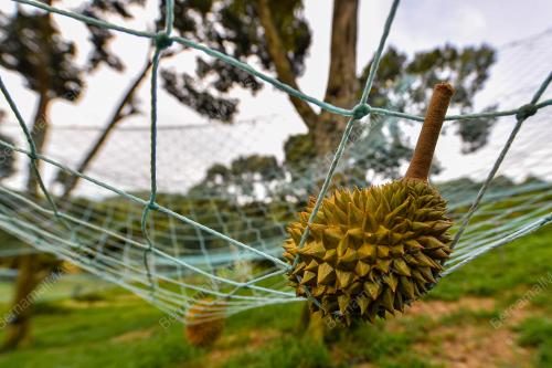 DURIAN