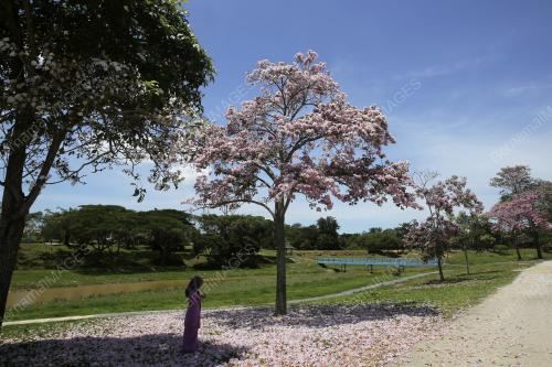 FENOMENA MUSIM BUNGA POKOK TEKOMA