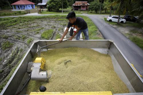 MUSIM TUAI PADI DI KUALA PILAH